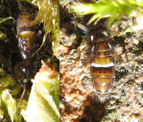 Orchesella cincta